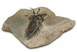 Short-Fork Walliserops Hammi Trilobite - Foum Zguid, Morocco #344466-4